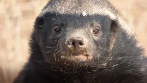 Honey Badger: Grit's poster