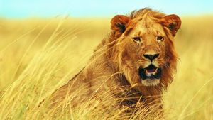 Walking with Lions's poster