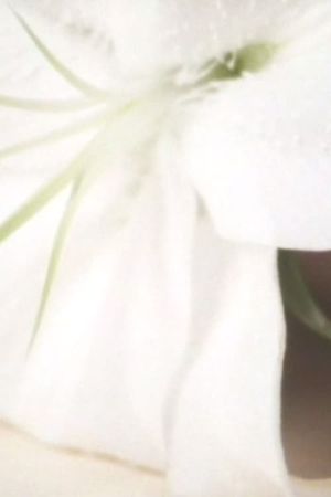 Lily in the Glass's poster