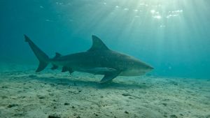 Bull Shark vs Hammerhead's poster
