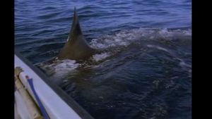 Great White Shark's poster