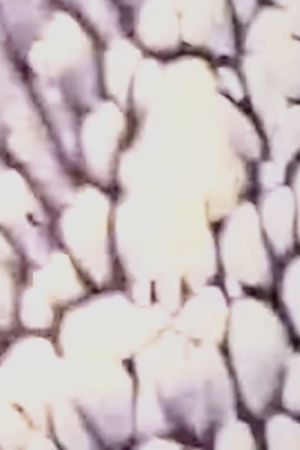 WEISSFILM's poster