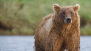 Alaska's Giant Bears's poster