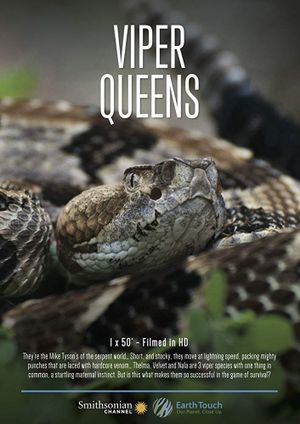 Viper Queens's poster