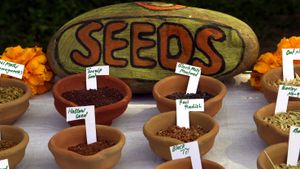 Seed: The Untold Story's poster