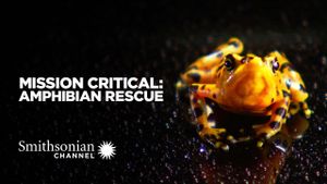 Mission Critical: Amphibian Rescue's poster