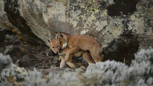 Abyssinia, the call of the wolf's poster