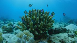 Can We Save the Reef?'s poster