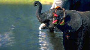 Whispers: An Elephant's Tale's poster