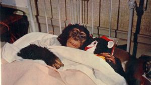 The Monkey's Uncle's poster