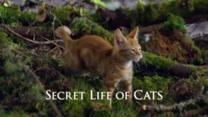 The Secret Life of Cats's poster