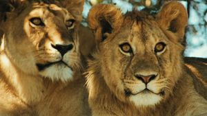 Lions Rule's poster