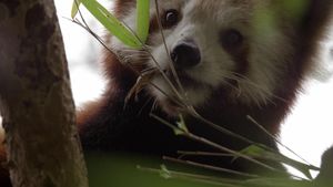 Red Panda: World's Cutest Animal's poster