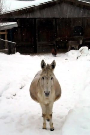 Esel mit Schnee's poster