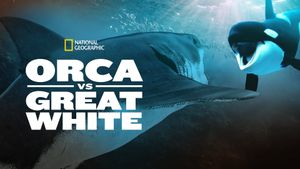 Orca vs. Great White's poster