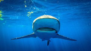 Shark Superpower's poster