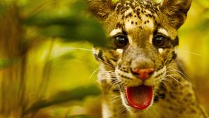 Return of the Clouded Leopards's poster