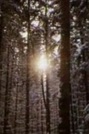 The Forest and the Man's poster