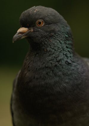 Deformed Pigeon Feet's poster