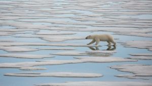 National Geographic : Le Royaume de l'ours polaire's poster