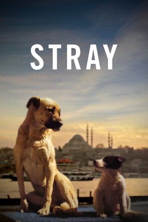 Stray's poster