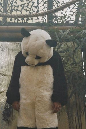 Pandas in Love's poster