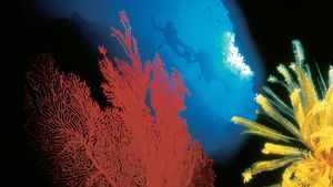 The Living Sea's poster