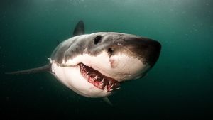 Great Shark Chow Down's poster