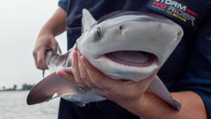 Baby Sharks's poster