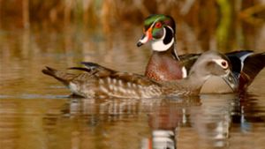 PBS Nature - An Original DUCKumentary's poster