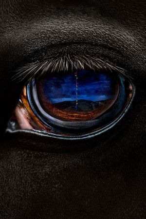 Nope's poster