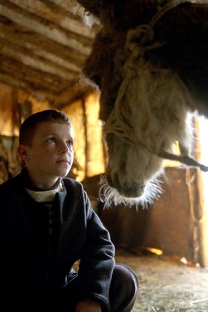 The Beauty of the Donkey's poster