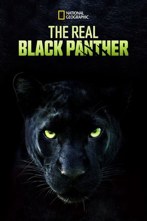 The Real Black Panther's poster