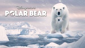 Polar Bear's poster