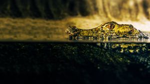 Crocodiles Revealed's poster