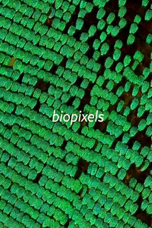 biopixels's poster