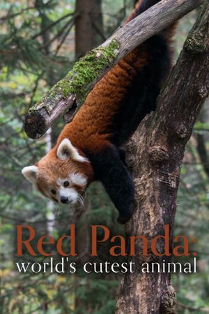 Red Panda: World's Cutest Animal's poster