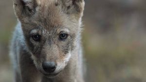 Wolf's poster