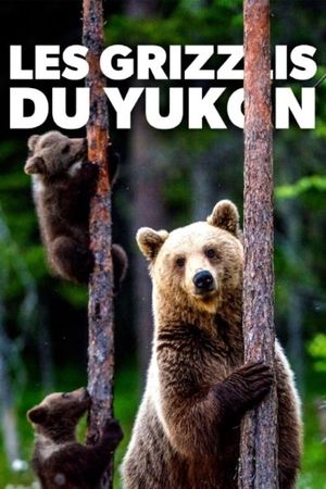 Les grizzlis du Yukon's poster