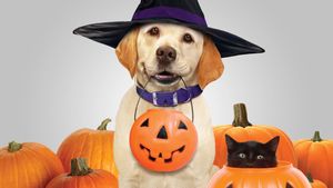 The Dog Who Saved Halloween's poster