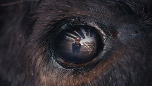 Animale's poster