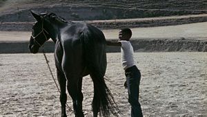 The Horse's poster
