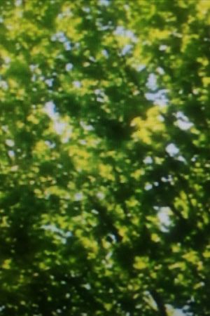 Green Leaves's poster