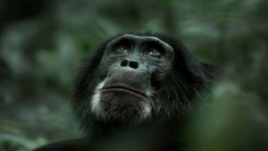 Rise of the Warrior Apes's poster