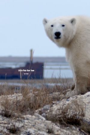 Life in Polar Bear Town with Gordon Buchanan's poster