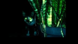 Being a Cat - GNW Cat's poster