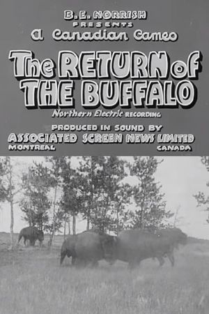 Return of the Buffalo's poster image