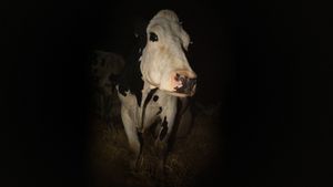 Cow's poster