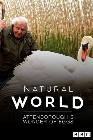 Attenborough's Wonder of Eggs's poster