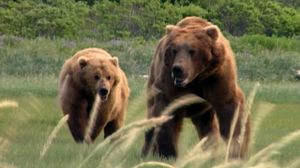 Grizzly Man's poster